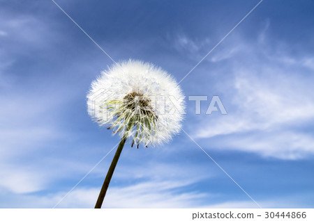 Blue sky and dandelion fluff 30444866