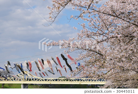 Cherry tree and carp streamer of Kitakami Katsuji area 30445011