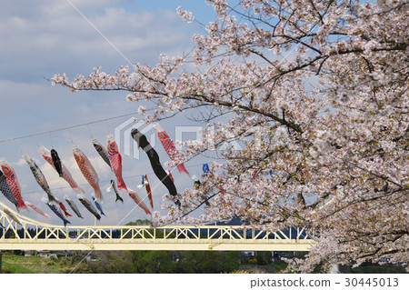 Cherry tree and carp streamer of Kitakami Katsuji area 30445013