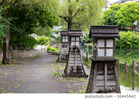 伏見的繡球花繡球花 30445642