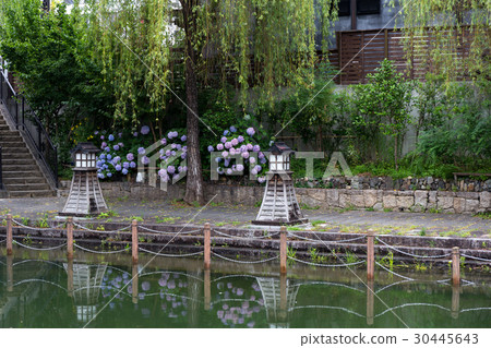 伏見的繡球花繡球花 30445643