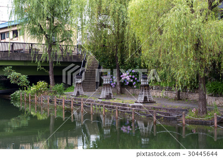 伏見的繡球花繡球花 30445644