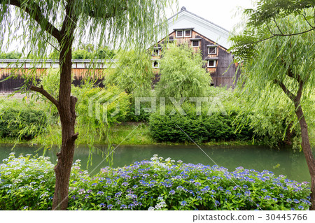 Fushimi sake brewery and hydrangea 30445766