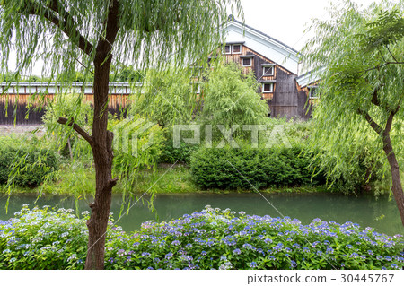 Fushimi sake brewery and hydrangea 30445767