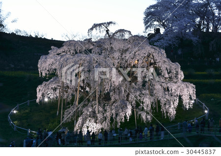Miharu（日本三大櫻花）櫻花盛開的燈光景色 30445837