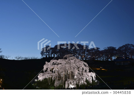 Miharu（日本三大櫻花）櫻花盛開的燈光景色 30445838