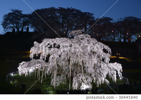 Miharu（日本三大櫻花）櫻花盛開的燈光景色 30445840