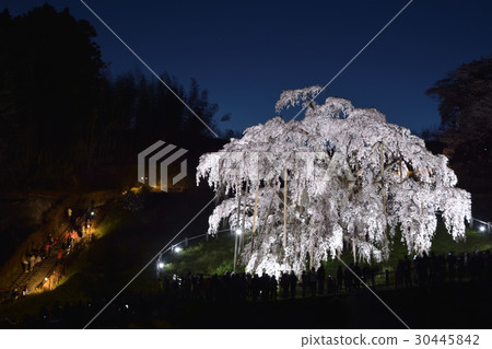 Miharu（日本三大櫻花）櫻花盛開的燈光景色 30445842