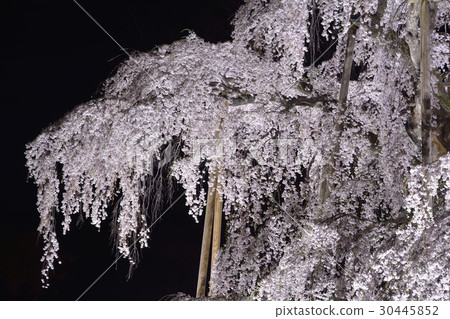 Miharu（日本三大櫻花）櫻花盛開的燈光景色 30445852