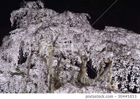 Miharu（日本三大櫻花）櫻花盛開的燈光景色 30445853