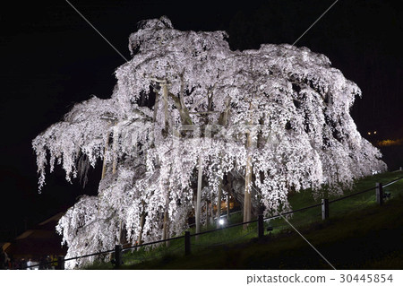 Miharu（日本三大櫻花）櫻花盛開的燈光景色 30445854