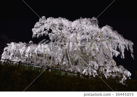 Miharu(日本三大櫻花)櫻花盛開的燈光景色 Miharu(日本三大櫻花)櫻花盛開的燈光景色 30445855