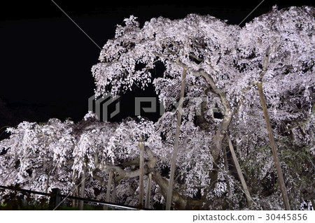 Miharu（日本三大櫻花）櫻花盛開的燈光景色 30445856