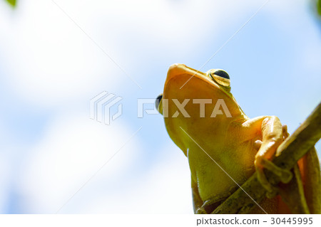 Common tree frog or golden tree frog and backgroun Common tree frog or golden tree frog and backgroun 30445995