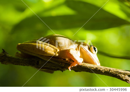 Common tree frog or golden tree frog and backgroun Common tree frog or golden tree frog and backgroun 30445996