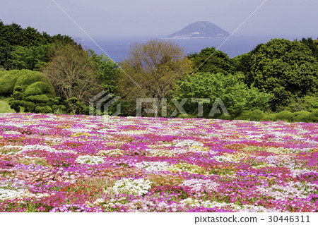 Livingstone Daisy Flower Garden In Nokonoshima Stock Photo 30446311 Pixta