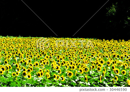 Sunflower in full bloom 30446590