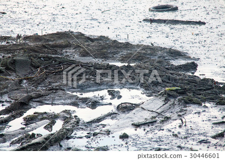 Dirty muddy beach showing a dump site 30446601