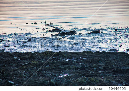 Dirty muddy beach showing a dump site 30446603