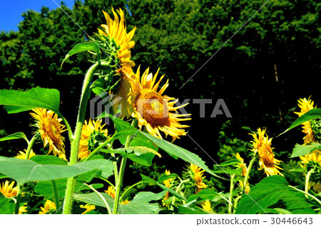 Sunflower in full bloom 30446643