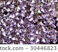 Wisteria 30446823