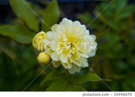 Kika Rose Yellow moco Barbara Kika Rose Yellow moco Barbara 30446876