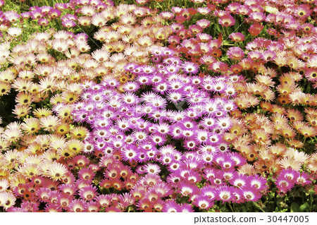 Livingstone Daisy Livingstone Daisy 30447005