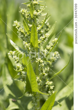 Spinach flowers 30447099
