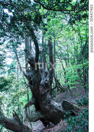 Hamasaki cedar of one wave 30447465