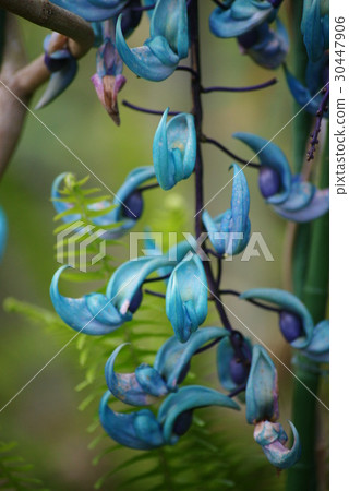 金銀花 30447906