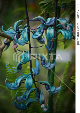 Honeysuckle Honeysuckle 30447908