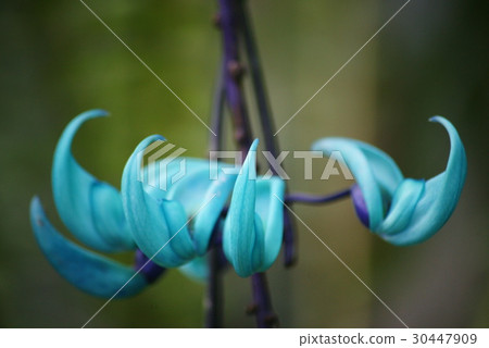 Honeysuckle Honeysuckle 30447909