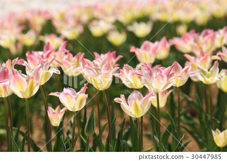 鬱金香1159- 30447985