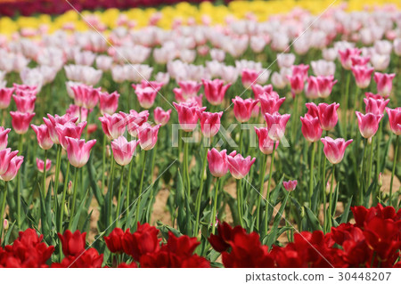 Tulip 1304 30448207