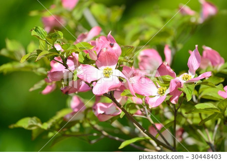 圖庫照片: 山茱萸 花朵 花卉