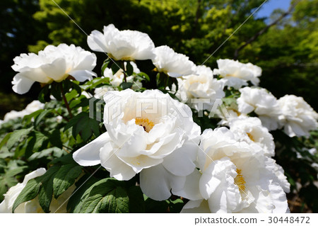 Peony flower 30448472