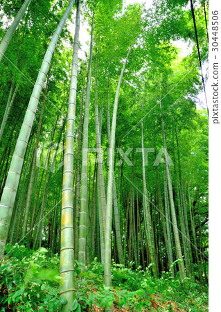 竹林隨風搖晃 竹林隨風搖晃 30448506