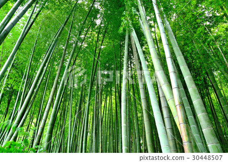 竹林隨風搖晃 竹林隨風搖晃 30448507