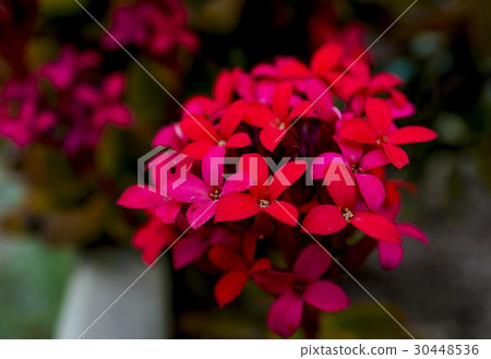 Kalanchoe 30448536