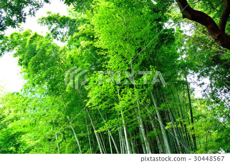 竹林隨風搖晃 竹林隨風搖晃 30448567