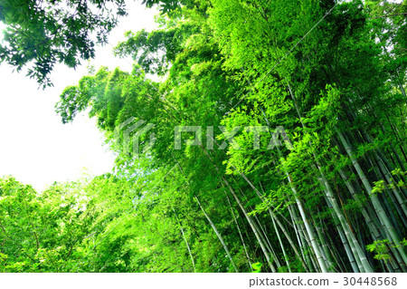 竹林隨風搖晃 竹林隨風搖晃 30448568