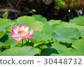 蓮花 30448732