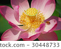 蓮花 30448733
