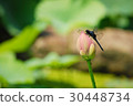 蓮花和蜻蜓的芽 30448734