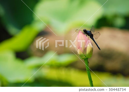 蓮花和蜻蜓的芽 30448734