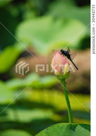 Bud of lotus and dragonfly 30448735