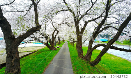 Cherry Blossoms	 30448782