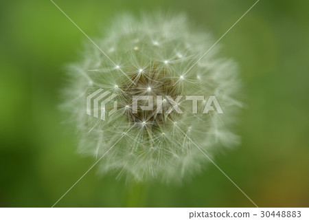 Dandelion, flower 30448883