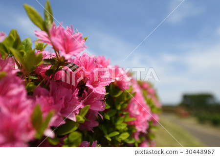 Azalea 30448967