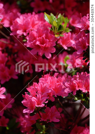 映山紅 映山紅 30448974